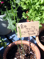 �ʐ^�F�H�p�A�X�p��