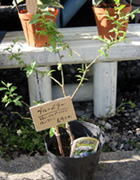 �ʐ^�F�u���[�x���[