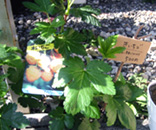 �ʐ^�F��������