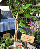 �ʐ^�F�}���x���[