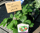 �ʐ^�F���C���h�X�g���x���[