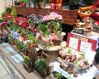 �ʐ^�F�����̓X�������J���t���ŉ؂₩