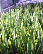 �ʐ^�F�T���Z�x���A300���z�B�̗l�q