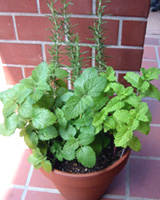 �ʐ^�F���������n�[�u�̊񂹐A��