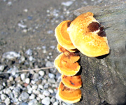 �ʐ^�F�H�̖��o���̂�