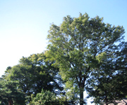 �ʐ^�F�؁X����