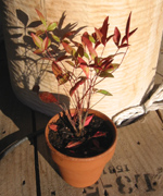 �ʐ^�F���������̓�V