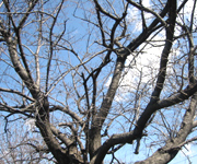 �ʐ^�F���̖�