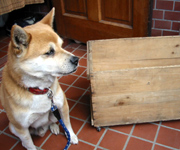 �ʐ^�F��񂲂̋󂫔�