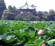 �ʐ^�F�������̘@�̉�