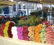 �ʐ^�F�s��i�}���V�F�j