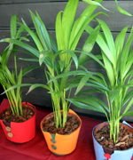 �ʐ^�F�A���J���V