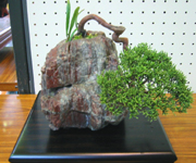 �ʐ^�F�~�́B�^���Ƃ������؂ł��B