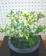 �ʐ^�F�{�P�̖~�́B