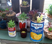 �ʐ^�F�ʂɓ������T�{�e��