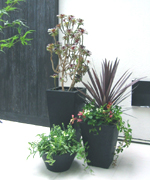 �ʐ^�F���f���n�E�X �G���g�����X