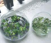 �ʐ^�F���f���n�E�X �K���X��̐���