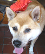 �ʐ^�F�P���^