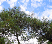 �ʐ^�F����