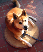 �ʐ^�F�P���^