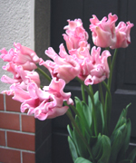 �ʐ^�F�`���[���b�v