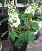 �ʐ^�F���t��������