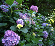 �ʐ^�F���z�ԁi���������j