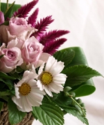 �ʐ^�F�o���ƃR�X���X�̃A�����W