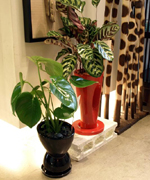 �ʐ^�F�ю��̂��