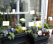 �ʐ^�F�ю��̂��