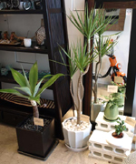 �ʐ^�F�ю��̂��