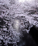 �ʐ^�F�ڍ��쉈�����J�̍�