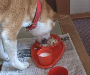 �ʐ^�F�P���^���͂�