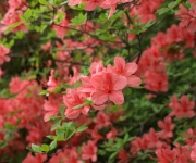 �ʐ^�F���~�������H�̎R��