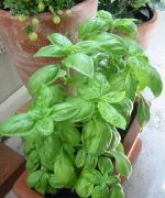 �ʐ^�F�o�W��