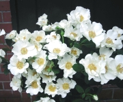 �ʐ^�F�u�E�G�f�B���O�h���X�v�Ƃ����X�v���[�o��