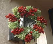 �ʐ^�F�H�̃��[�X