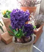 �ʐ^�F�q���V���X