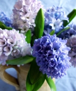 �ʐ^�F�q���V���X