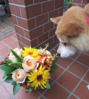 �ʐ^�F�q�}�����̃A�����W�ƃP���^