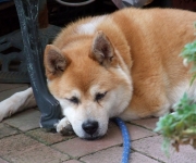 �ʐ^�F���̃P���^