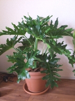 �ʐ^�F�f�Ă���